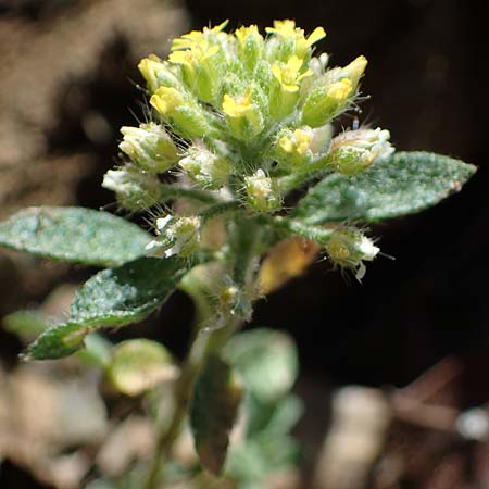 Alyssum simplex \ Gew&ouml;hnliches Steinkraut, Einfache Steinkresse / Common Alison, Rhodos/Rhodes Moni Artamiti 27.3.2023