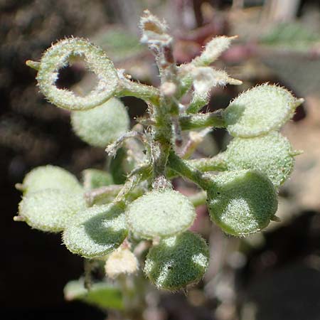 Alyssum simplex \ Gew&ouml;hnliches Steinkraut, Einfache Steinkresse / Common Alison, Rhodos/Rhodes Moni Artamiti 27.3.2023