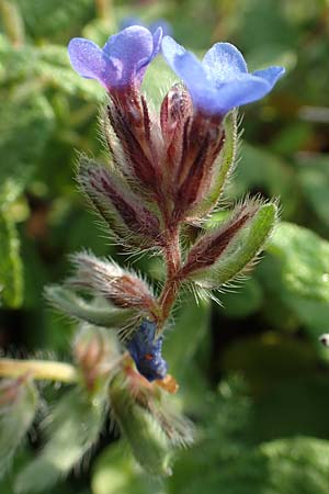 Alkanna tinctoria \ F&auml;rber-Alkanna, Schminkwurz / Alkanet, Rhodos/Rhodes Lahania 3.4.2019