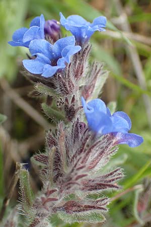 Alkanna tinctoria \ F&auml;rber-Alkanna, Schminkwurz / Alkanet, Rhodos/Rhodes Profilia 5.4.2019