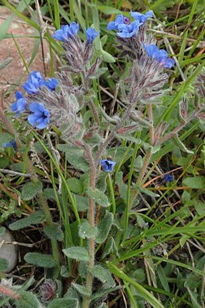 Alkanna tinctoria \ F&auml;rber-Alkanna, Schminkwurz / Alkanet, Rhodos/Rhodes Profilia 5.4.2019