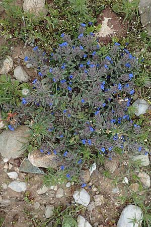 Alkanna tinctoria \ F&auml;rber-Alkanna, Schminkwurz / Alkanet, Rhodos/Rhodes Profilia 5.4.2019