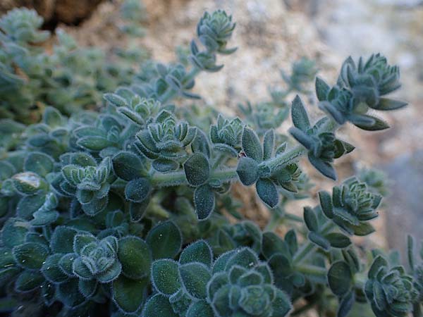 Galium canum subsp. ovatum \ Graufilziges Labkraut / Grey Wooly Bedstraw, Rhodos/Rhodes Lindos 20.3.2023