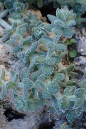 Galium canum subsp. ovatum \ Graufilziges Labkraut / Grey Wooly Bedstraw, Rhodos/Rhodes Lindos 20.3.2023