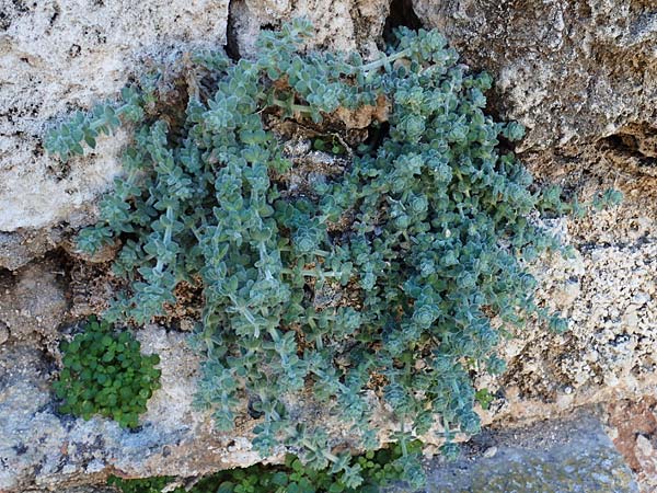Galium canum subsp. ovatum \ Graufilziges Labkraut / Grey Wooly Bedstraw, Rhodos/Rhodes Lindos 20.3.2023