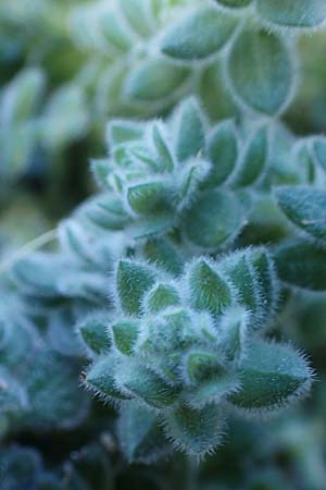 Galium canum subsp. ovatum \ Graufilziges Labkraut / Grey Wooly Bedstraw, Rhodos/Rhodes Lindos 20.3.2023