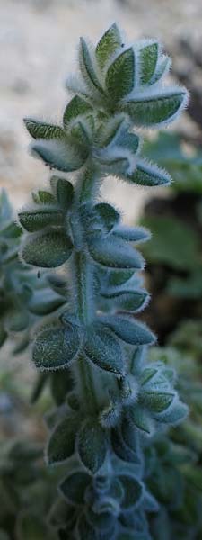Galium canum subsp. ovatum \ Graufilziges Labkraut / Grey Wooly Bedstraw, Rhodos/Rhodes Lindos 20.3.2023