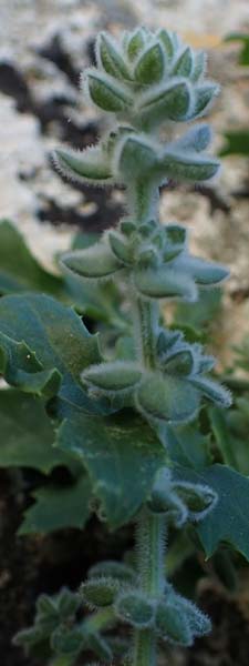 Galium canum subsp. ovatum \ Graufilziges Labkraut / Grey Wooly Bedstraw, Rhodos/Rhodes Lindos 20.3.2023