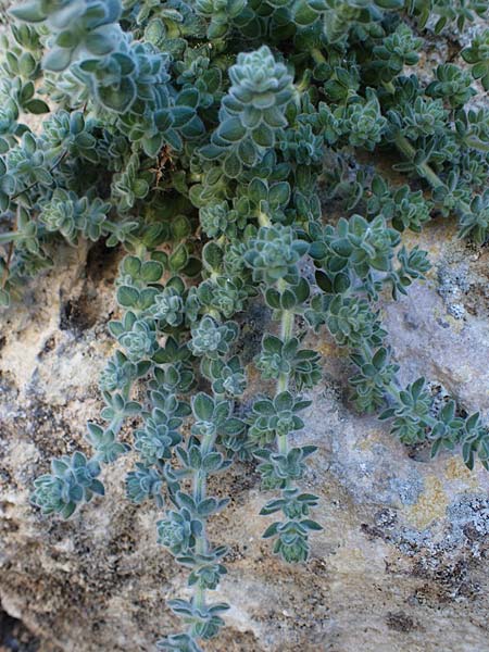 Galium canum subsp. ovatum \ Graufilziges Labkraut / Grey Wooly Bedstraw, Rhodos/Rhodes Lindos 20.3.2023