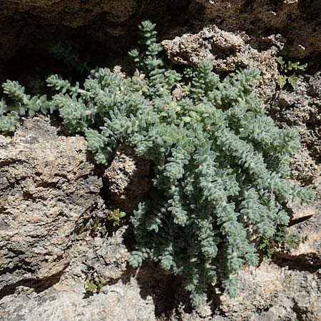 Galium canum subsp. ovatum \ Graufilziges Labkraut / Grey Wooly Bedstraw, Rhodos/Rhodes Lindos 20.3.2023