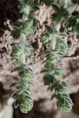 Galium canum subsp. ovatum \ Graufilziges Labkraut / Grey Wooly Bedstraw, Rhodos/Rhodes Lindos 20.3.2023