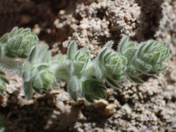 Galium canum subsp. ovatum \ Graufilziges Labkraut / Grey Wooly Bedstraw, Rhodos/Rhodes Lindos 20.3.2023