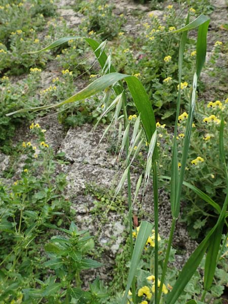 Avena sterilis \ Wild-Hafer, Tauber Hafer / Animated Oat, Winter Wild Oat, Rhodos City 28.3.2019