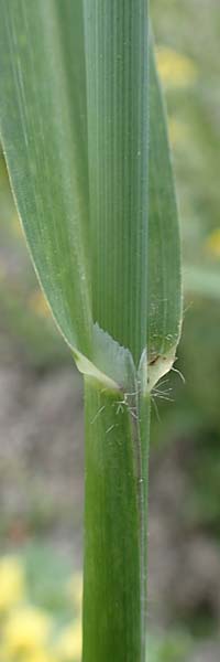Avena sterilis \ Wild-Hafer, Tauber Hafer / Animated Oat, Winter Wild Oat, Rhodos City 28.3.2019