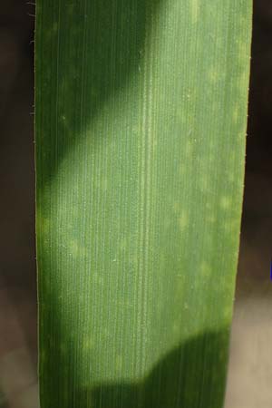 Avena sterilis \ Wild-Hafer, Tauber Hafer / Animated Oat, Winter Wild Oat, Rhodos Pastida 29.3.2023