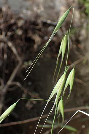 Avena sterilis \ Wild-Hafer, Tauber Hafer / Animated Oat, Winter Wild Oat, Rhodos Pastida 29.3.2023