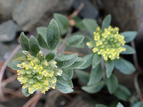 Alyssum strigosum \ Schlankes Steinkraut / Slender Alison, Rhodos/Rhodes Moni Artamiti 16.3.2023