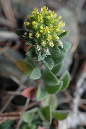 Alyssum strigosum \ Schlankes Steinkraut / Slender Alison, Rhodos/Rhodes Moni Artamiti 16.3.2023