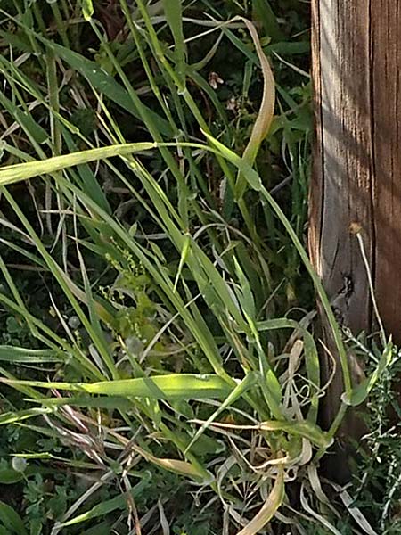 Stipellula capensis \ Gedrehtes Federgras, Kap-Federgras / Mediterranean Needle Grass, Rhodos/Rhodes Lindos 20.3.2023