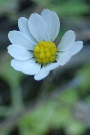 Bellis annua \ Einjhriges Gnseblmchen / Annual Daisy, Rhodos Laerma 19.3.2023