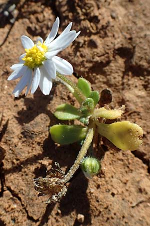 Bellis annua \ Einjhriges Gnseblmchen / Annual Daisy, Rhodos Lindos 20.3.2023