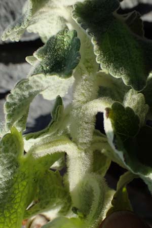 Ballota acetabulosa \ Napf-Schwarznessel / False Dittany, Greek Horehound, Rhodos Lindos 20.3.2023