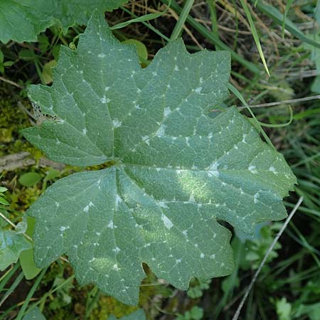 Bryonia cretica \ Zweih&auml;usige Zaunr�be / Cretan Bryony, Rhodos/Rhodes Embona 31.3.2019