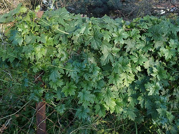 Bryonia cretica \ Zweih&auml;usige Zaunr�be / Cretan Bryony, Rhodos/Rhodes Mount Smith 18.3.2023