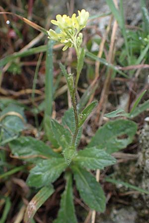 Biscutella didyma \ Einj&auml;hriges Brillensch�tchen / Annual Buckler Mustard, Rhodos/Rhodes Archangelos 17.3.2023