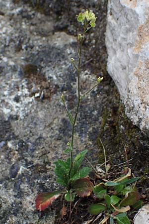 Biscutella didyma \ Einj&auml;hriges Brillensch�tchen / Annual Buckler Mustard, Rhodos/Rhodes Archangelos 17.3.2023