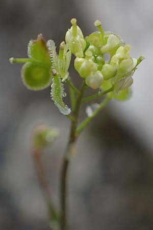 Biscutella didyma \ Einj&auml;hriges Brillensch�tchen / Annual Buckler Mustard, Rhodos/Rhodes Archangelos 17.3.2023