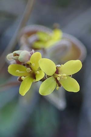 Biscutella didyma \ Einj&auml;hriges Brillensch�tchen / Annual Buckler Mustard, Rhodos/Rhodes Kolymbia 18.3.2023
