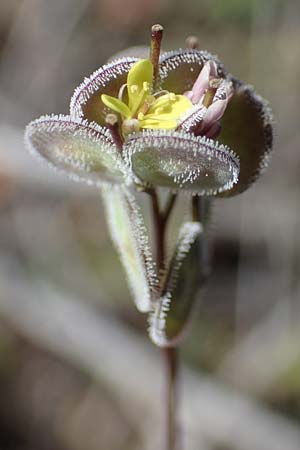 Biscutella didyma \ Einj&auml;hriges Brillensch�tchen / Annual Buckler Mustard, Rhodos/Rhodes Kolymbia 18.3.2023