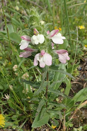 Bellardia trixago \ Bunte Bellardie / Bastard Balm, Rhodos Vati 5.4.2019