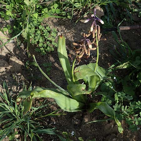 Bellevalia trifoliata \ Dreiblttrige Hyazinthe / Turkish Bellevalia, Rhodos Archangelos 24.3.2023