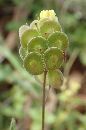 Biscutella didyma \ Einj&auml;hriges Brillensch�tchen / Annual Buckler Mustard, Rhodos/Rhodes Tsambika 30.3.2019