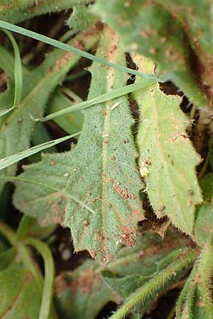 Biscutella didyma \ Einj&auml;hriges Brillensch�tchen / Annual Buckler Mustard, Rhodos/Rhodes Tsambika 30.3.2019