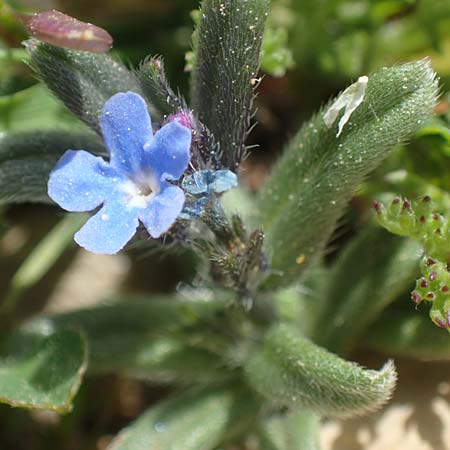 Buglossoides incrassata subsp. incrassata \ Bl&auml;ulicher Acker-Steinsame / Blue Field Gromwell, Rhodos/Rhodes Attaviros 23.3.2023