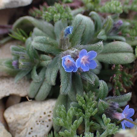 Buglossoides incrassata subsp. incrassata \ Bl&auml;ulicher Acker-Steinsame / Blue Field Gromwell, Rhodos/Rhodes Attaviros 23.3.2023