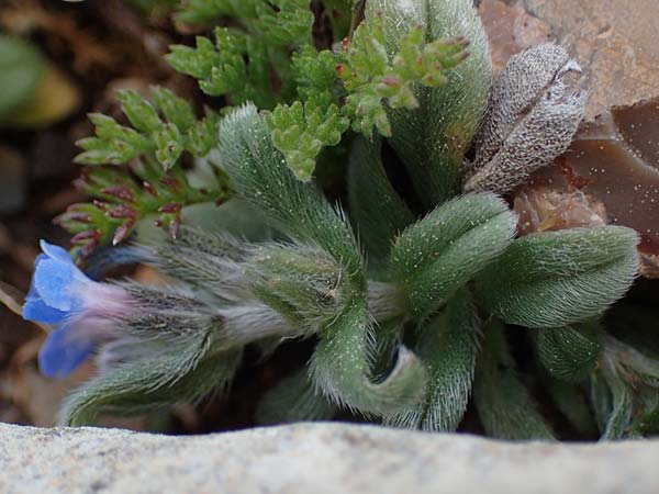 Buglossoides incrassata subsp. incrassata \ Bl&auml;ulicher Acker-Steinsame / Blue Field Gromwell, Rhodos/Rhodes Attaviros 23.3.2023