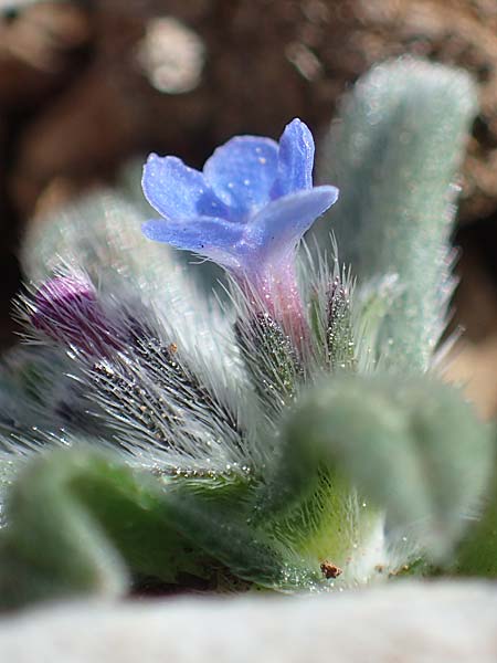 Buglossoides incrassata subsp. incrassata \ Bl&auml;ulicher Acker-Steinsame / Blue Field Gromwell, Rhodos/Rhodes Attaviros 23.3.2023