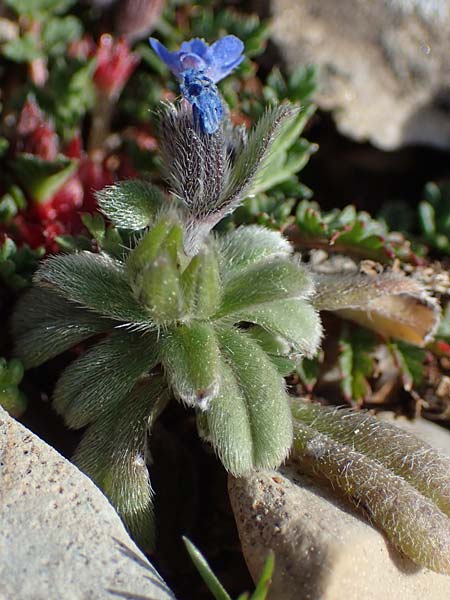 Buglossoides incrassata subsp. incrassata \ Bl&auml;ulicher Acker-Steinsame / Blue Field Gromwell, Rhodos/Rhodes Attaviros 23.3.2023