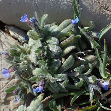 Buglossoides incrassata subsp. incrassata \ Bl&auml;ulicher Acker-Steinsame / Blue Field Gromwell, Rhodos/Rhodes Attaviros 23.3.2023