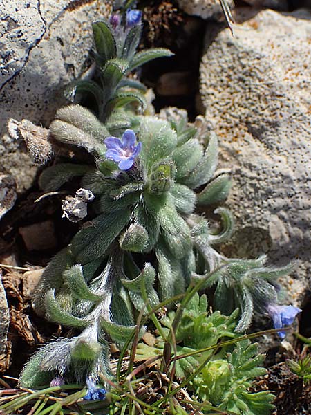 Buglossoides incrassata subsp. incrassata \ Bl&auml;ulicher Acker-Steinsame / Blue Field Gromwell, Rhodos/Rhodes Attaviros 23.3.2023