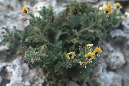 Hyoscyamus aureus \ Goldgelbes Bilsenkraut / Golden Henbane, Rhodos/Rhodes City 26.4.1987