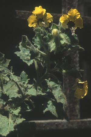 Hyoscyamus aureus \ Goldgelbes Bilsenkraut / Golden Henbane, Rhodos/Rhodes City 26.4.1987