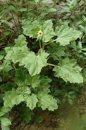 Hyoscyamus aureus \ Goldgelbes Bilsenkraut / Golden Henbane, Rhodos/Rhodes City 28.3.2019