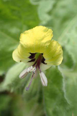 Hyoscyamus aureus \ Goldgelbes Bilsenkraut / Golden Henbane, Rhodos/Rhodes City 28.3.2019