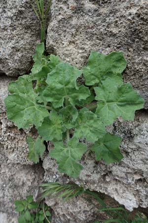 Hyoscyamus aureus \ Goldgelbes Bilsenkraut / Golden Henbane, Rhodos/Rhodes City 28.3.2019