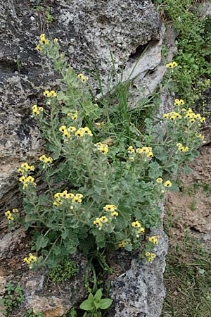 Hyoscyamus aureus \ Goldgelbes Bilsenkraut / Golden Henbane, Rhodos/Rhodes City 28.3.2019